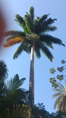 Arecaceae