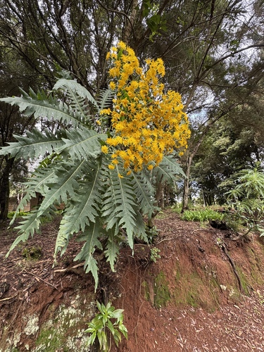 La Palma sow-thistle (Sonchus palmensis)