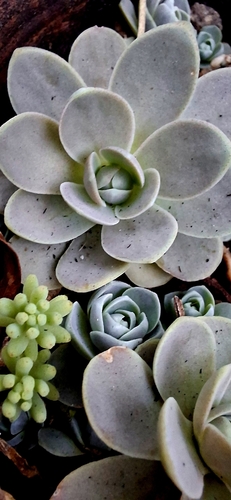 Orostachys boehmeri 3