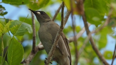Stomiopera unicolor