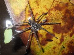 Dolomedes mizhoanus