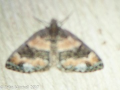 Dysstroma hersiliata