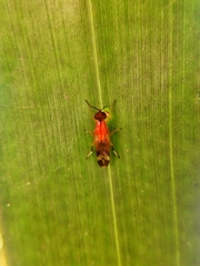 Stratiomyidae
