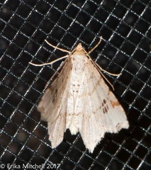 Macaria notata