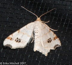 Macaria notata