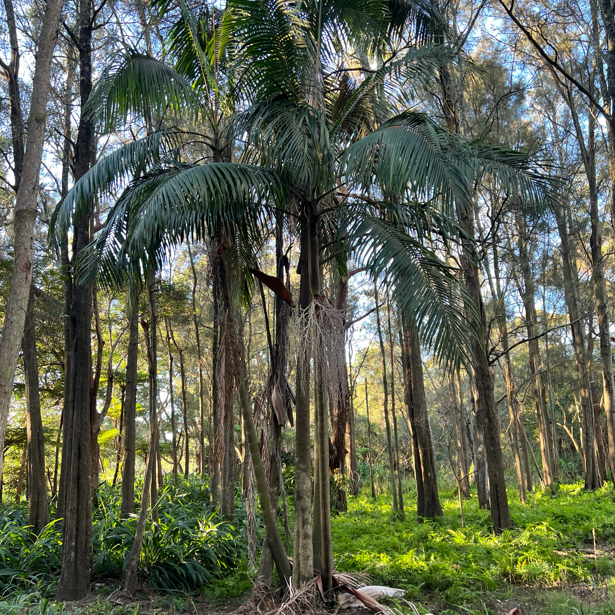 Piccabeen Palm (Archontophoenix cunninghamiana)