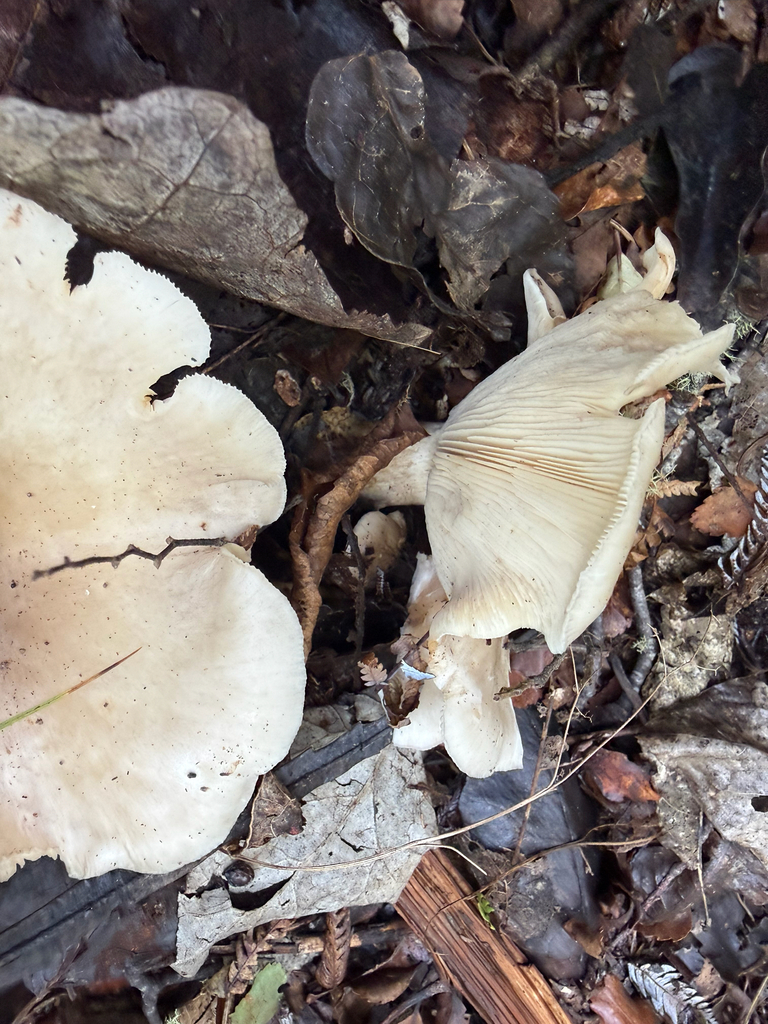Clitocybe nebularis · March 2026 · photo: © benfh (iNaturalist, cc0)