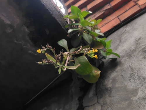 Kalanchoe integra (Kalanchoe integra)