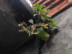 Kalanchoe integra, photograph (c) chiuluan, some rights reserved (CC BY)