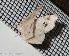 Macaria notata