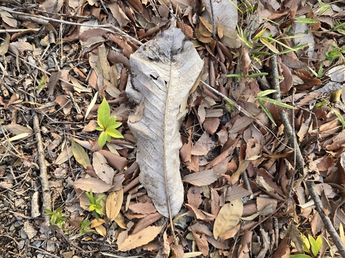 Japanese Big Leaf Magnolia (Magnolia obovata)