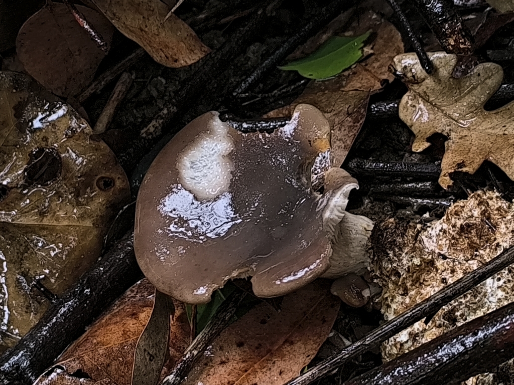 Pleurotus ostreatus · March 2026 · photo: © meaglinumut (iNaturalist, cc-by)