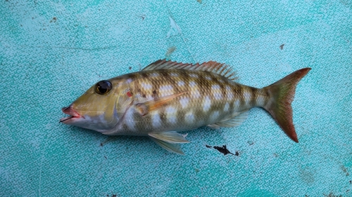 Lethrinus rubrioperculatus observed 2026-03-21
