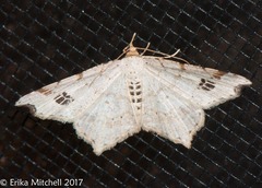 Macaria notata