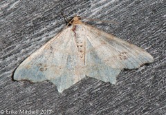 Macaria notata