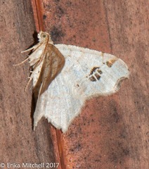 Macaria notata