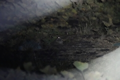 Caprimulgus affinis stictomus