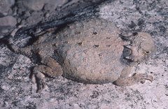 Phrynosoma modestum