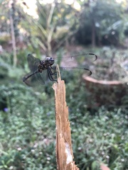 Dythemis nigrescens