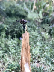 Dythemis nigrescens