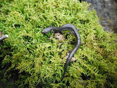 Plethodon richmondi