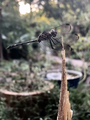 Dythemis nigrescens