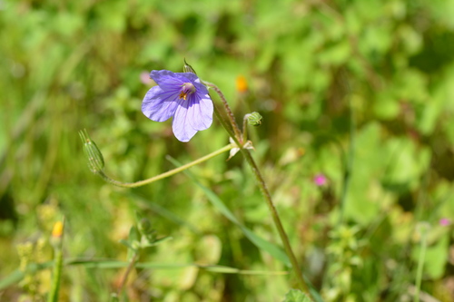 Iranian stork's bill (Erodium gruinum)