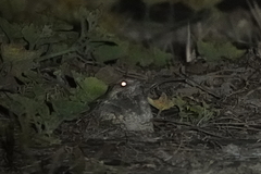 Caprimulgus affinis stictomus