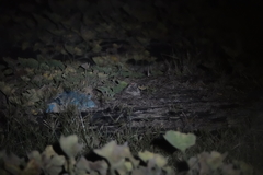 Caprimulgus affinis stictomus