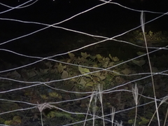 Caprimulgus affinis stictomus