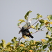 Andaman Green Imperial Pigeon - Photo (c) Rohit Naniwadekar, some rights reserved (CC BY), uploaded by Rohit Naniwadekar