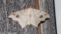 Macaria notata