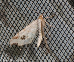 Macaria notata