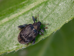 Tachyerges decoratus