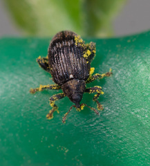 Tachyerges decoratus