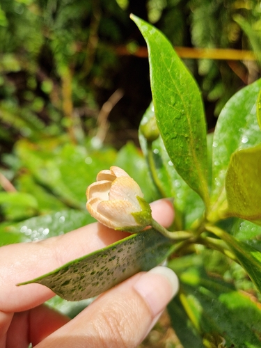 Lysimachia glutinosa observed 2026-03-24