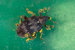 Tachyerges decoratus