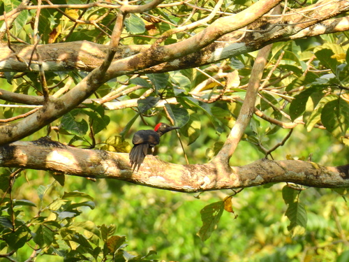 Andaman Woodpecker (Dryocopus hodgei), photo 9