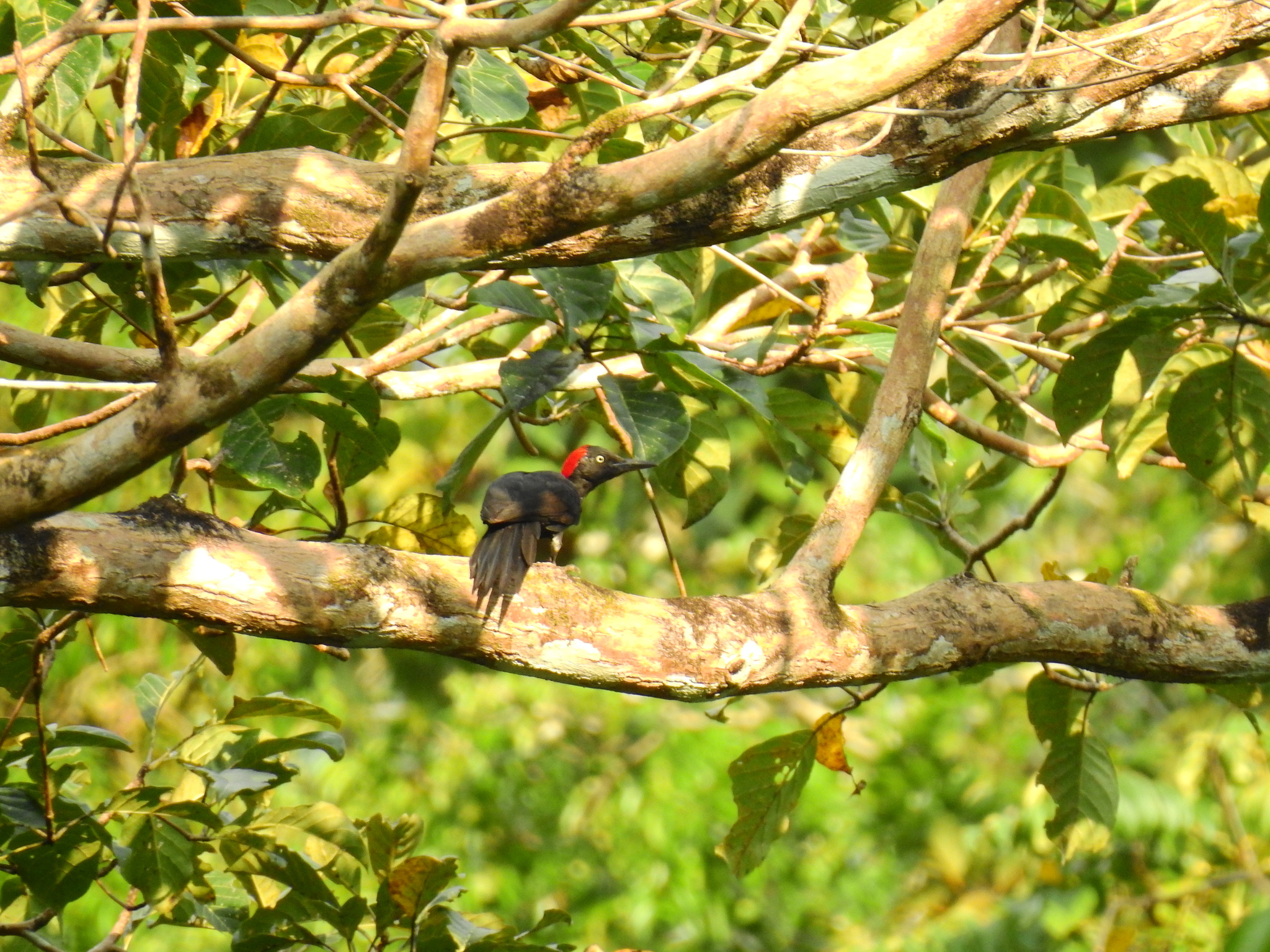 Andaman Woodpecker (Dryocopus hodgei), photo 7