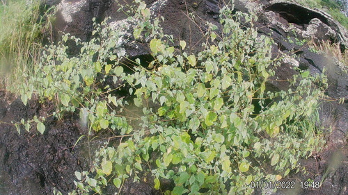 Abutilon incanum observed 2026-03-22