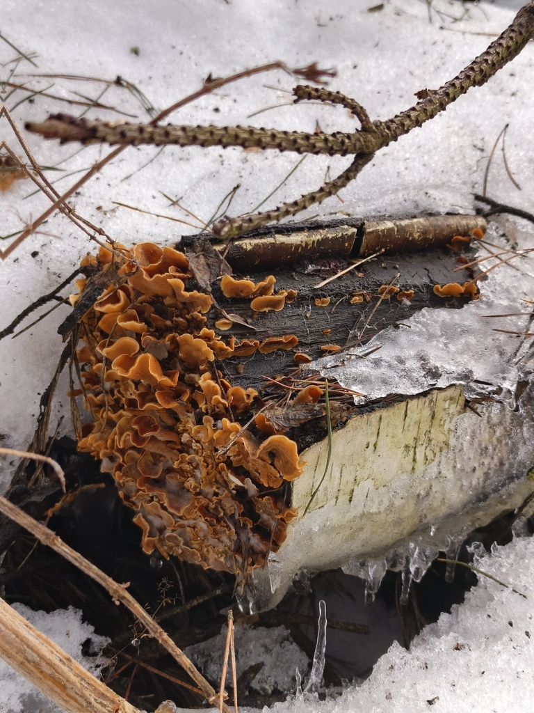 Stereum hirsutum · March 2026 · photo: © racoon_4852 (iNaturalist, cc0)