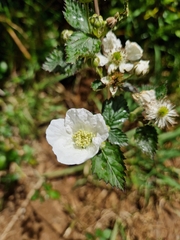 Rubus argutus, recorded flowering