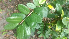 Magnoliopsida