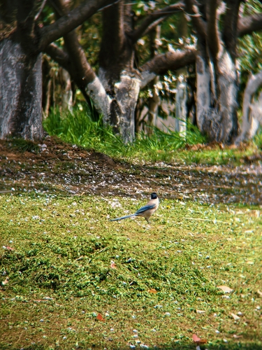 Azure-winged Magpie