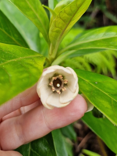 Lysimachia glutinosa observed 2026-03-24