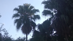 Arecaceae