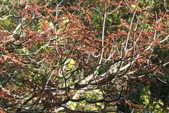 Sterculia guttata, photograph (c) Dinesh Valke, some rights reserved (CC BY-SA)