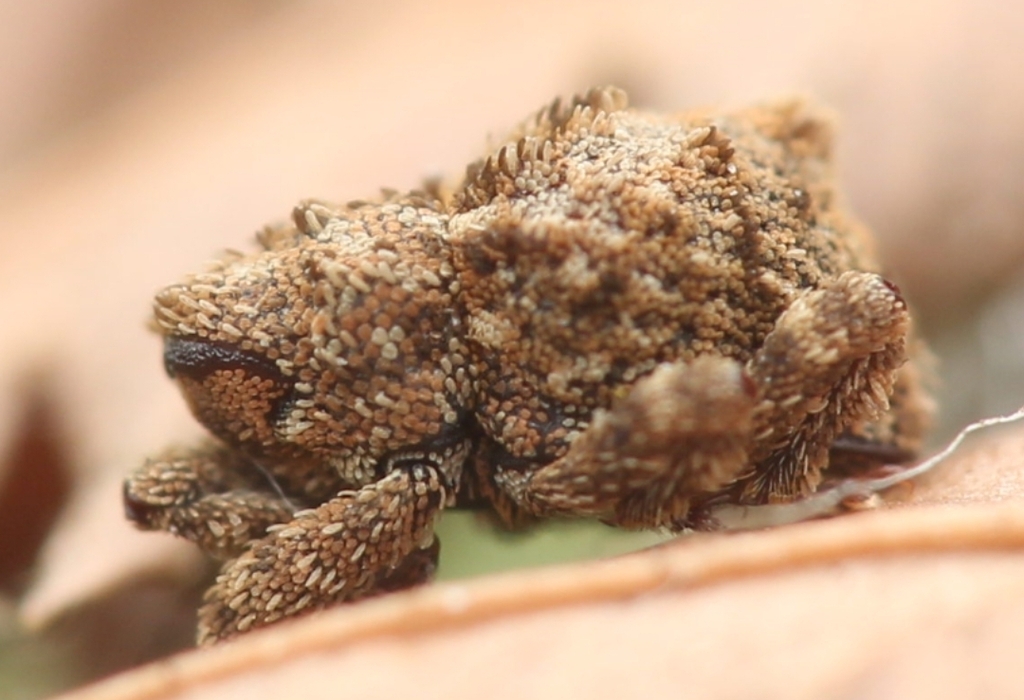 Ophrythyreocis fasciculatus