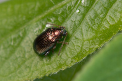 Crepidodera fulvicornis