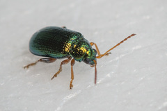 Crepidodera fulvicornis